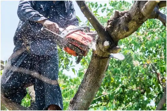 tree services Footville